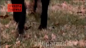 Паразит Токсокара