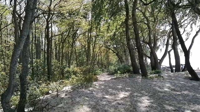 лето, тропинка, лес и море