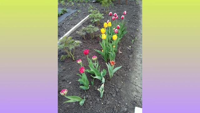 Сроки посадки и СУПЕР способ посадки ТЮЛЬПАНОВ??? смотреть онлайн