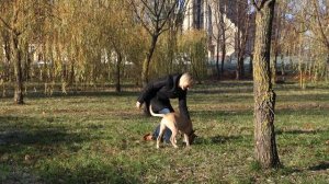 Осенние заболевания у собак