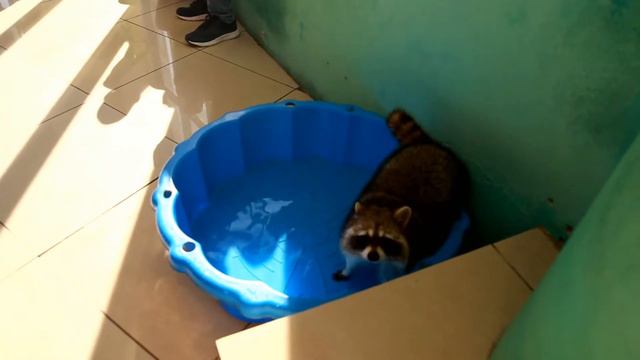 Батин день 2 или улыбка енота смотреть онлайн