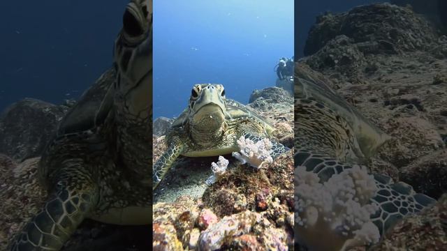 Amazing Turtles 🐢 #scubadiving #viral #Turtle #marinelife