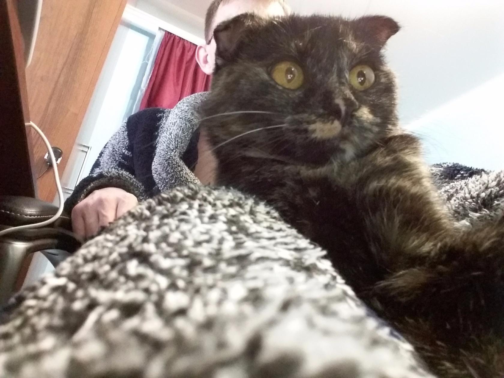 Котенок и совенок