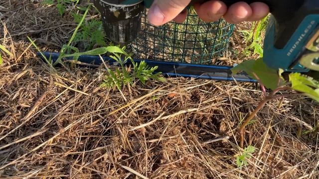 Доделал лестницу на мостик, боремся с муравьями, ласточками и утками смотреть онлайн