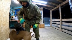 Обнимашки с питбулями и волками Графом, Кими. Новогодняя музыка с любимой бандой.