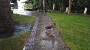 Самка павлина гуляет с детёнышами