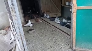 полёт Николаевских голубей и их кормление