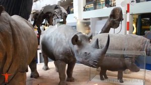 Natural History Museum (London) - part 1 / Музей Естествознания (Лондон) - часть 1-я