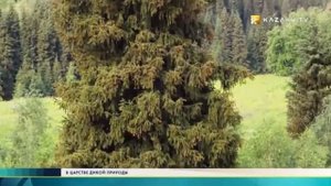 В царстве дикой природы Тянь Шань