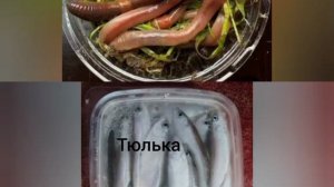 Хорошие наживки на налима