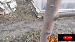 Хурма Никитская Бордовая!!!! Летняя Обрезка!!!!! Большой урожай