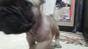 Французский бульдог