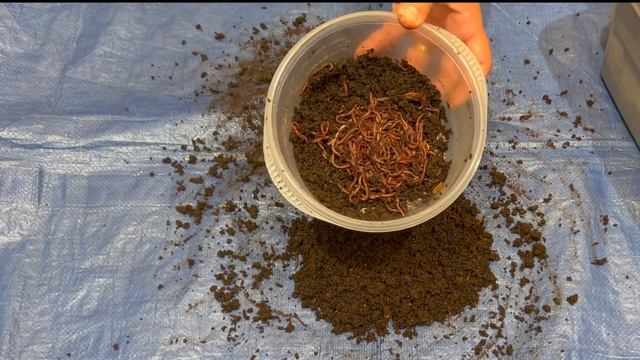 Harvesting, Counting & Restarting 3 Gallon Tiny Worm Bin + Worm Time Lapse | Vermicompost Worm Farm смотреть онлайн