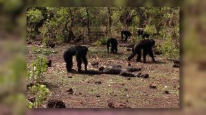 The Gombe Chimpanzee War | Brothers4Change