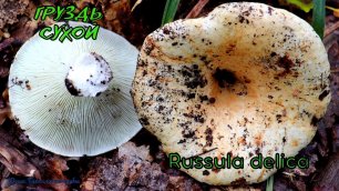 Груздь сухой или Подгруздок белый | Russula delica