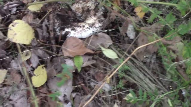 осмотр пчелиной семьи смотреть онлайн