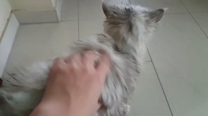 Помыла в мешке персидских кошек #cats