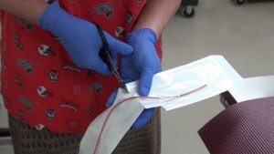 Urinary catheterization of a male dog
