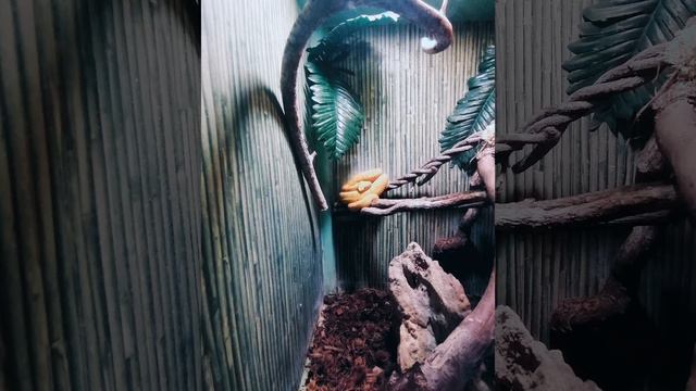 Минский зоопарк смотреть онлайн