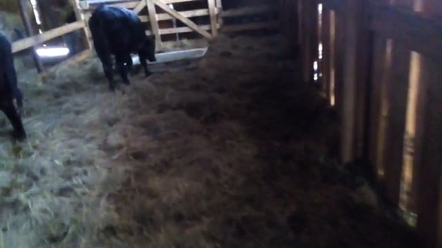 Загоняем коров черного Абердина смотреть онлайн