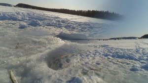 МНОГО РЫБЫ ПОДО ЛЬДОМ...