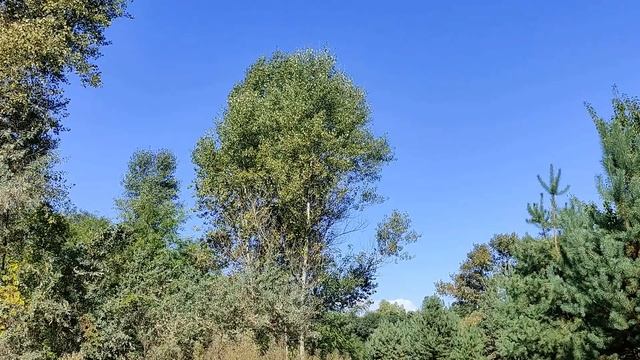 31 октября праздник Луков день. День Святого Луки. Народные приметы и традиции. Что нельзя делать.