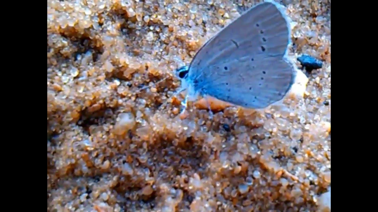 красивый мотылёк