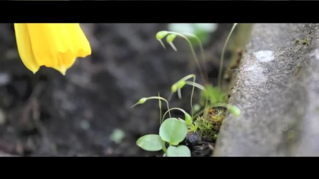 Canon 600D | 18-55mm | Test Footage | (HD) смотреть онлайн