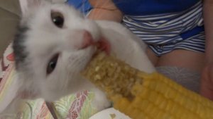 Кошка ест кукурузу