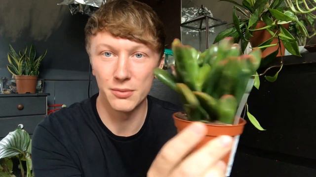 HOUSEPLANT SHOP WITH ME | some RARE finds