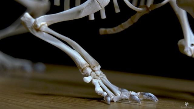hedgehog skeleton 4K - Erinaceus europaeus Igelskelett - rare footage смотреть онлайн