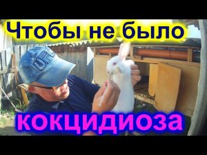 Кокцидиоз у кроликов!!! Профилактика кокцидиоза!!!