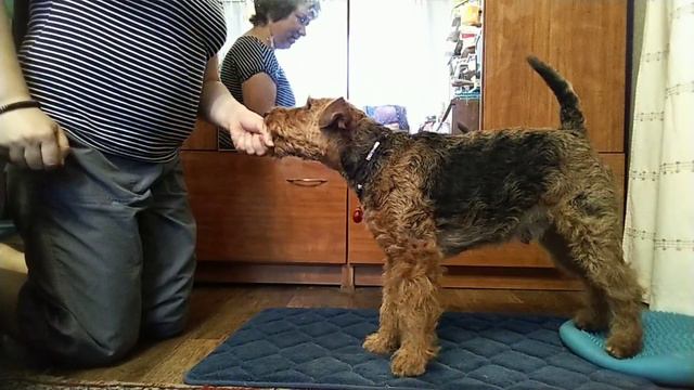 ФТ. Планка (стараемся осознанно держать лапы на балансе) смотреть онлайн