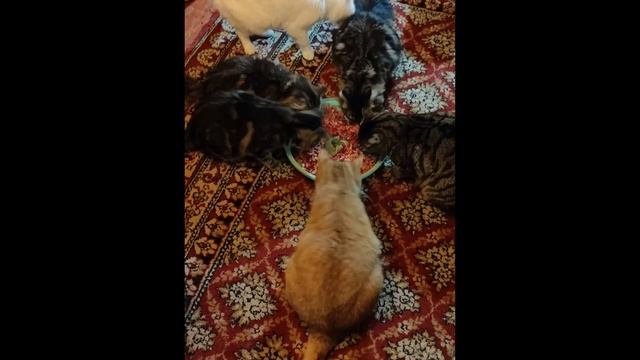 День стольника для спасенных от смерти на дачах. Дома больше 40 + уличные дикуши. смотреть онлайн