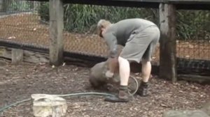 Нападение вомбата | wombat attack