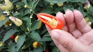 Феникс, декоративный сорт острого перца.