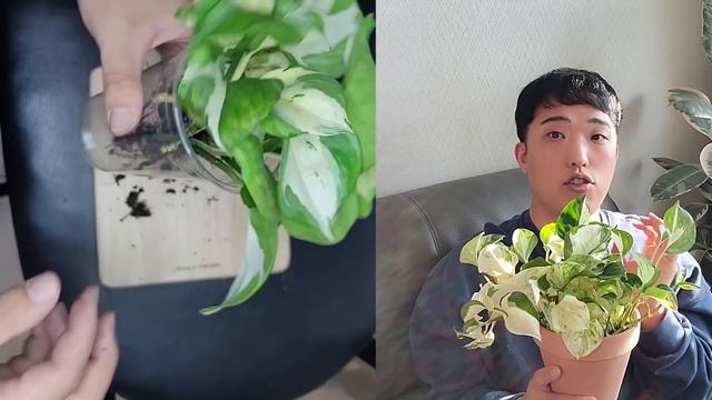 스킨답서스 오레우스 키우기 Manjula Pothos care смотреть онлайн