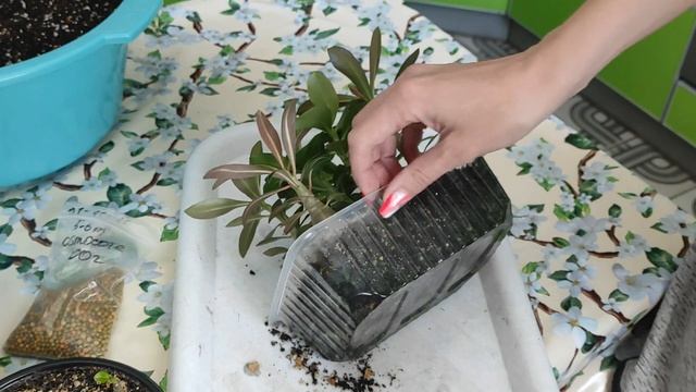 АДЕНИУМ СЕЯНЦАМ полгода #адениум #bonsai #adenium смотреть онлайн