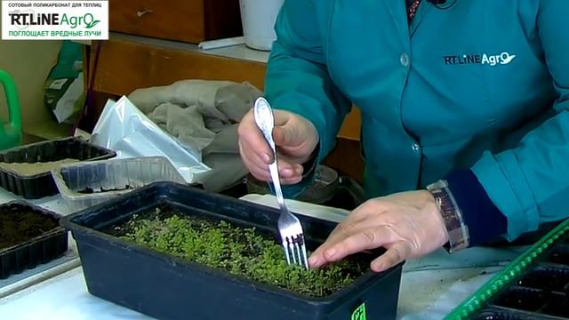 Как пикировать рассаду петунии. Петуния пикировка рассады. смотреть онлайн