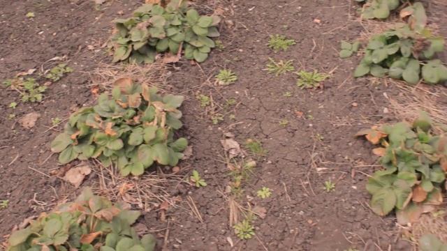 Год назад мы купили дачу, как было до и после смотреть онлайн