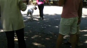 Немецкий Дог  DOGUE ALLEMAND  GREAT DANE  www.nemackedoge.com "23"
