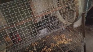 Сортировка картофеля с доработкой по фракциям. Sorting potatoes with revision by fractions.