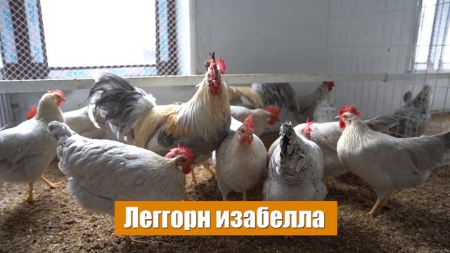 Леггорн Изабелла | куры несушки | породы кур