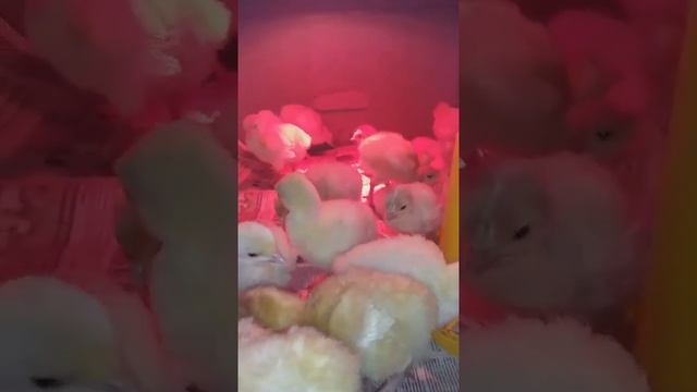 Индюшата БИГ-6, третий день жизни...) смотреть онлайн