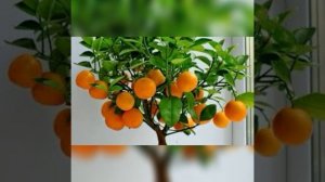 Как вырастить МАНДАРИН из косточки в домашних условиях?