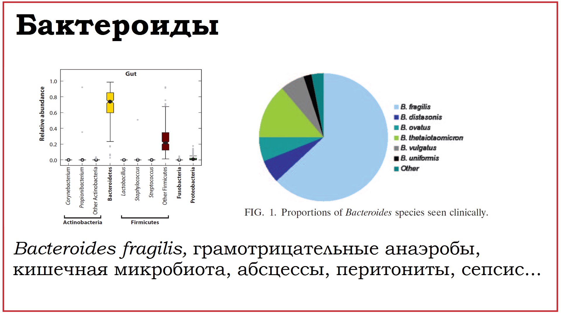 38. Клинически значимые бактерии рода Bacteroides