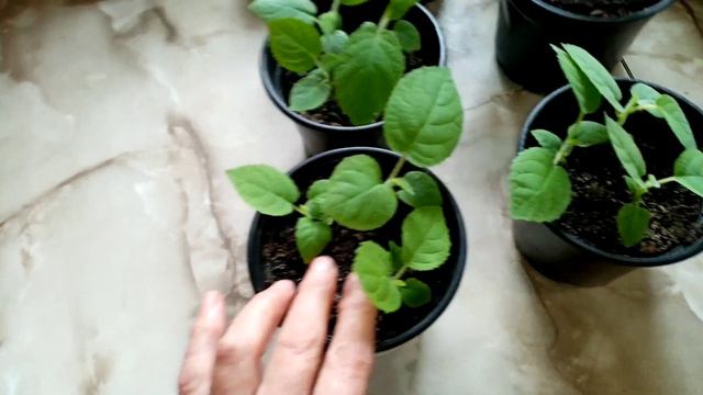 КИВИ из СЕМЯН. КАК Растет РАССАДА КИВИ. часть4.  20.04.2020г.