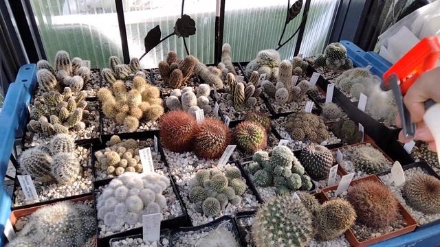 Мучнистый червец.Конец зимовки кактусов.Первое опрыскивание кактусов.Литопсы. смотреть онлайн