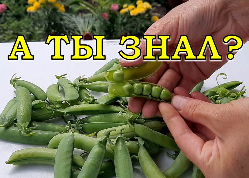 ЗЕЛЕНЫЙ ГОРОШЕК: Повторная посадка в июле???