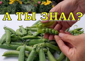 ЗЕЛЕНЫЙ ГОРОШЕК: Повторная посадка в июле???